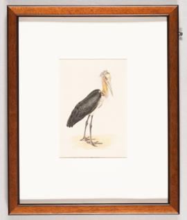 Lesser Adjutant (Leptoptilos javanicus)