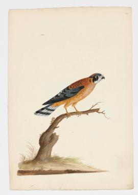 American Kestrel