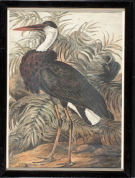 Woolly-necked stork (Ciconia episcopus)
