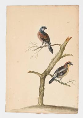 Red Backed Shrike Woodchat Shrike