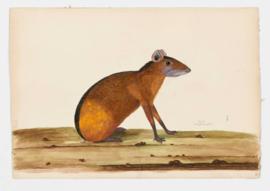 Agouti