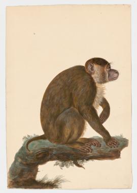 Southern Pig-tailed Macaque