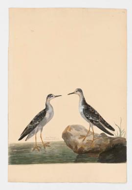 Grey Phalarope