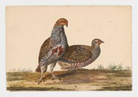 Common Partridge [male] & [female]