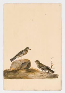 American Pipit