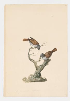 Dark-eyed Junco