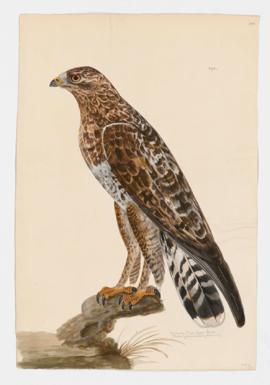 American Rough-legged Hawk