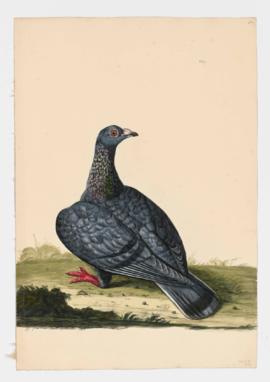 Rock Dove, Rock Pigeon. Dragoon