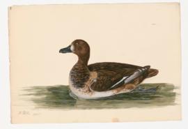 Greater Scaup, female