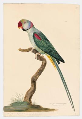 Great-billed Alexandrine Parrakeet [male]
