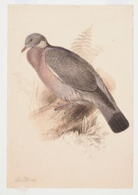Wood Pigeon (Columba palumbas)
