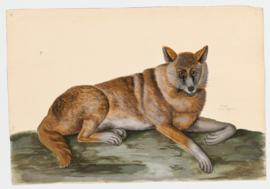 Wolf [female]