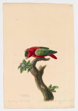 Purple-naped Lory