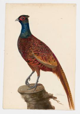 Pheasant [male]