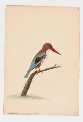 White-breasted Kingfisher
