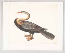 Oriental darter (Anhinga melanogaster)