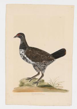 Canada Spruce Grouse [male]