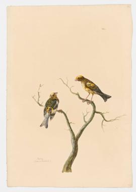Canary