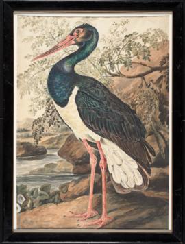 Black stork (Ciconia nigra)