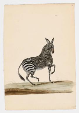 Zebra [female]