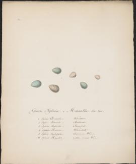 Genus Sylvia. Motacilla. Lin. Syst.