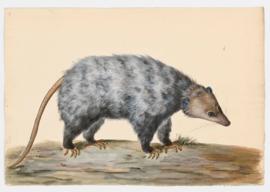 Virginia Opossum