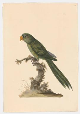 The Parrot