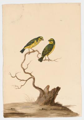 Yellow Fronted Canary
