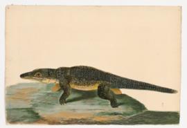 Saltwater Crocodile