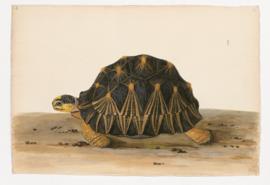 Radiated Tortoise