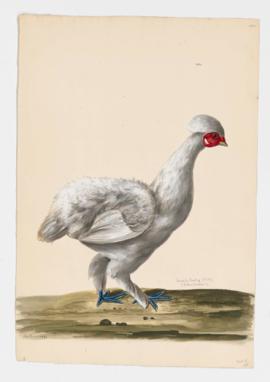 Domestic Fowl [female] Silky