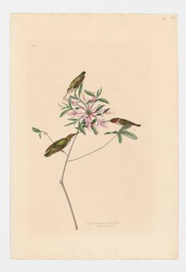 Ruby-throated Hummingbird [male] & [female]