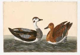 Long-tailed Duck, female; Eurasian Wigeon, female
