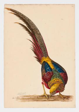Golden Pheasant [male]