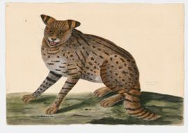 Wild Cat (Poland)