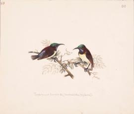 Purple-rumped sunbird (Leptocoma zeylonica)