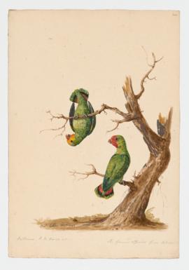 Red-headed Lovebird, male and female