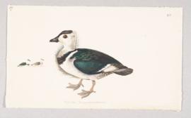 Cotton Teal (Nettapus coromandelianus)