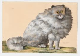 Wild Cat (Turkey?)