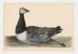 Barnacle Goose