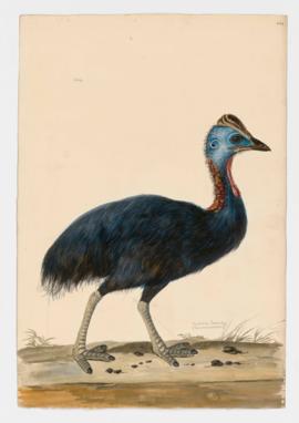 Australian Cassowary