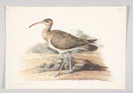 Whimbrel (Numenius phaeopus)