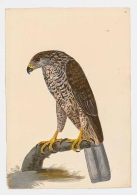 Northern Goshawk, female