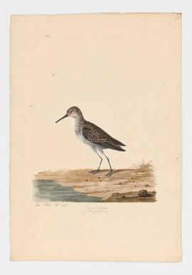Common Sandpiper