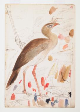 [Red-legged seriema (cariama cristata)]
