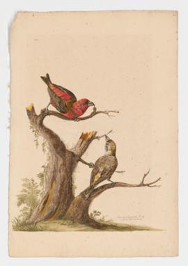 Common Crossbill